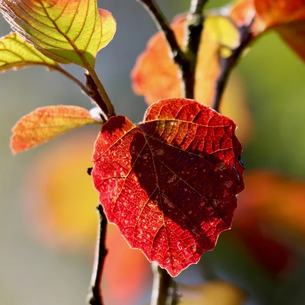 天空彩票棋牌游戏